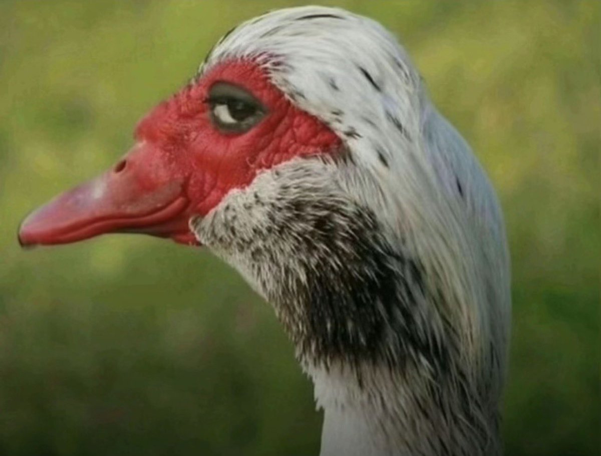 Hokage🥷 tweet media