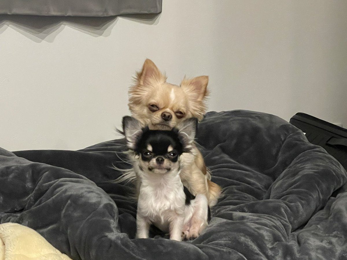 no1menkoinu's tweet image. 今日かがみもち