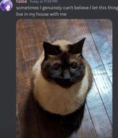 Cool Cat Society (@coolcatsociety) on Twitter photo 