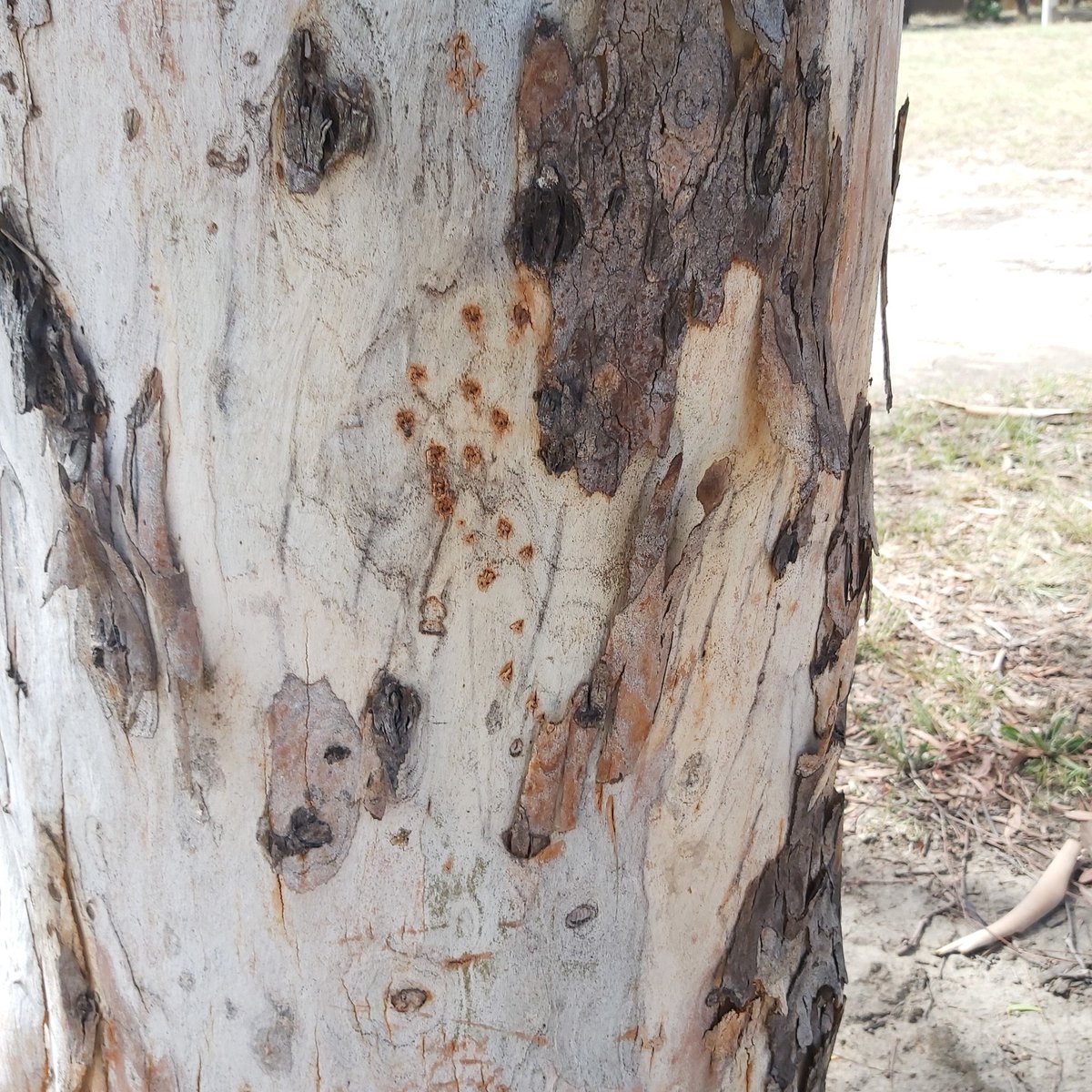 #SilverTrunkSunday close-up in #Canberra #Summer I love how the #treebark pops leaving the trunk exposed