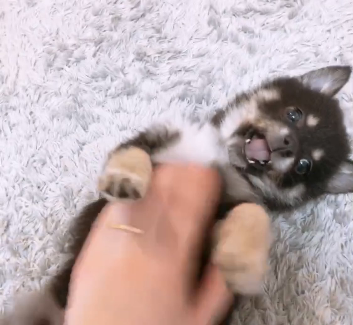 きなこもちY (@kinako_mochi_y) / Posts / X