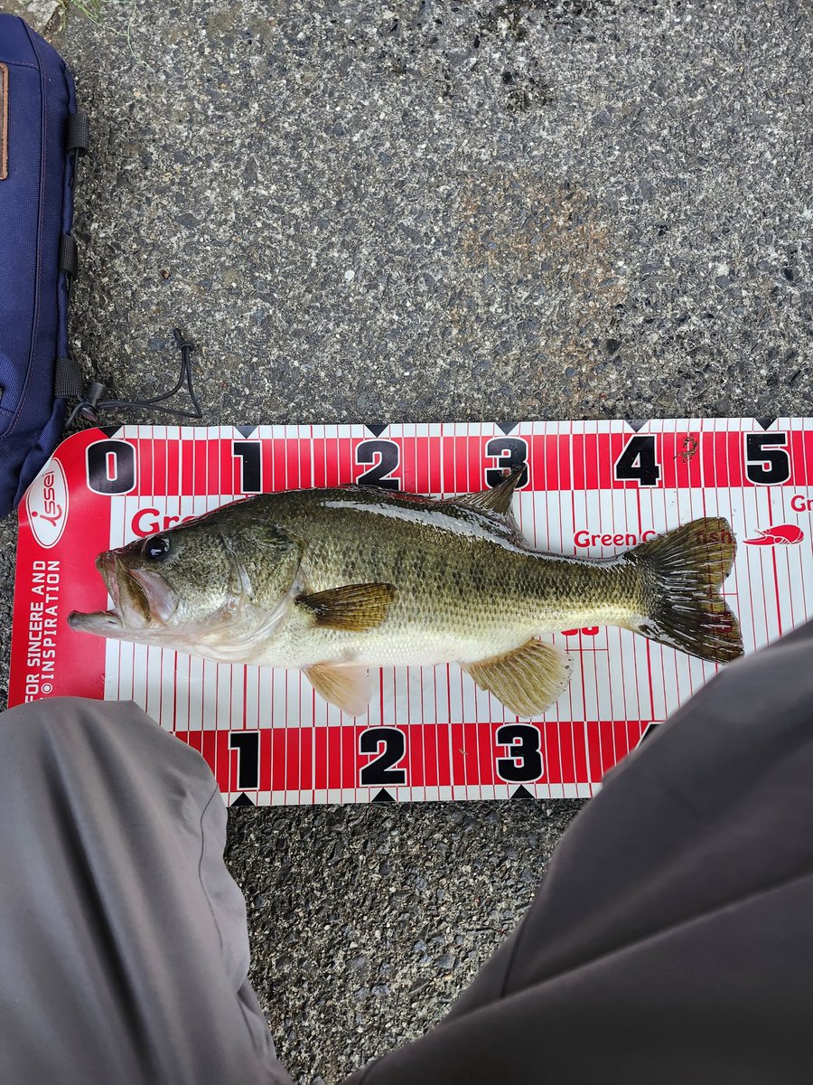 setagawabass's tweet image. いせやんさん(@zunoko )の元旦フィッシュに触発され、瀬田川へ、まさかの初バスでした☺ありがとう。タダ巻きで、沖のウィード帯でヒットでした。ギガノトの同じカラー追加で買いたいのですが、もうあまり売ってませんかね？　#瀬田川　#ギガノト　#ブラックスケールディスタンスエディション