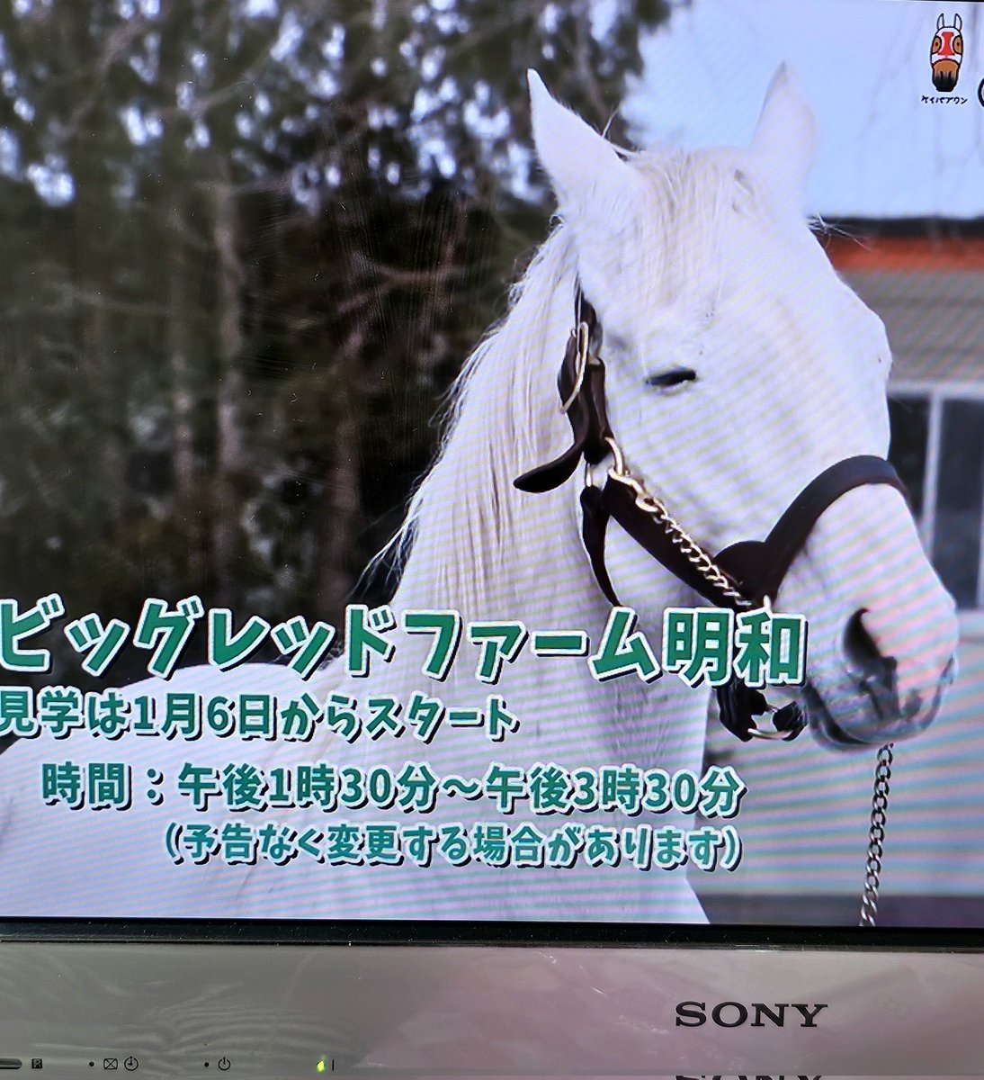 Naisting19hana's tweet photo. 何気に見たテレビでゴルシーが❗
急いでスマホで撮ってみた🙄
白くなって、表情も穏やかな(気がするだけかも😝)ゴールドシップ様。
なかなか会うこと厳しい種牡馬だから、せめて画面越しでもお写真なんぞ🥰
テレビからなので写りが悪いのは許されて😅 https://t.co/WliKhZNYhY