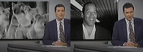 According to researchers in Australia, koala bears have fingerprints so close to those of human beings, that they can easily be mistaken by police at the scene of a crime. 

It should be noted, however, that the research was funded by O.J. Simpson. So...