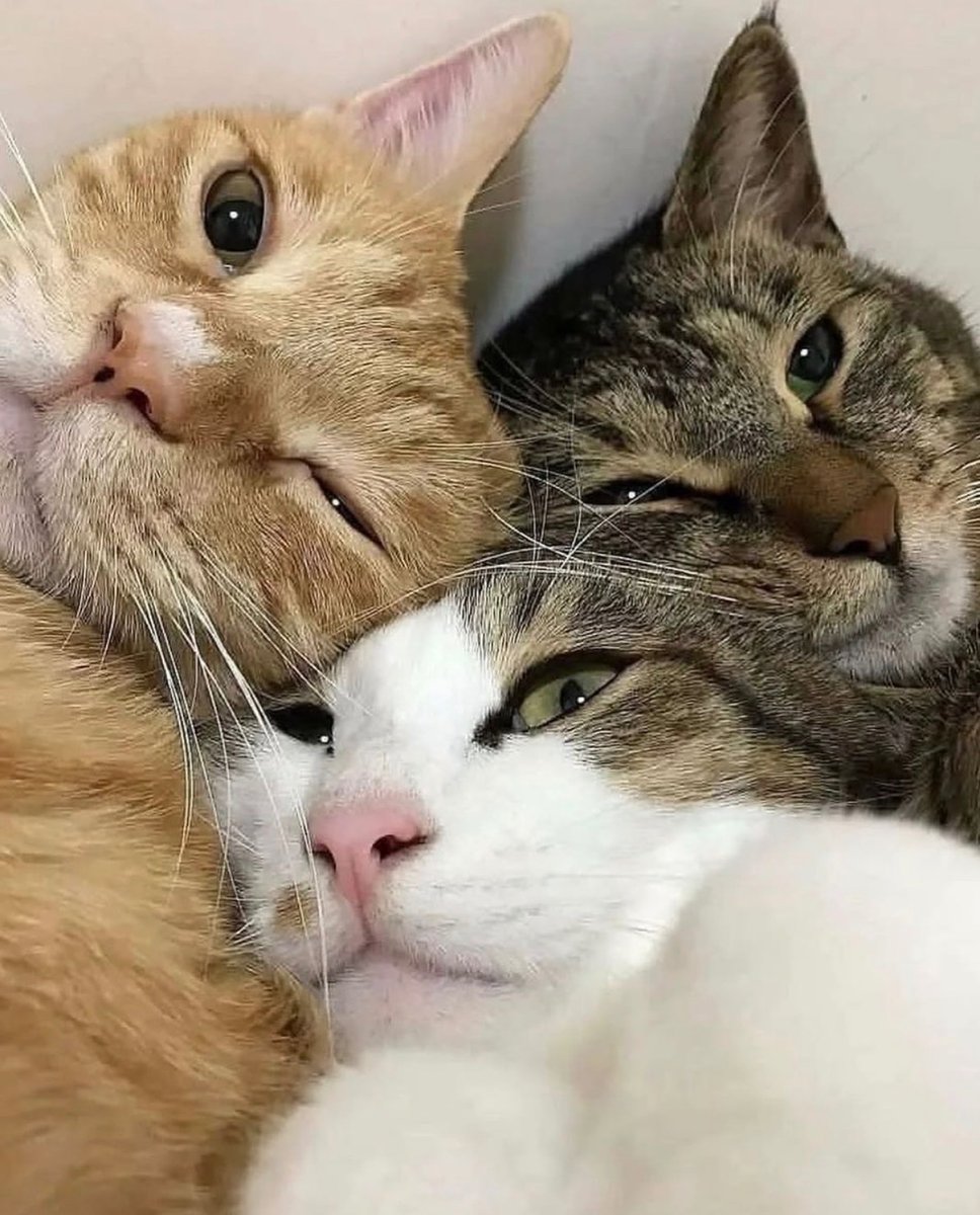 catshealdeprsn's tweet image. 