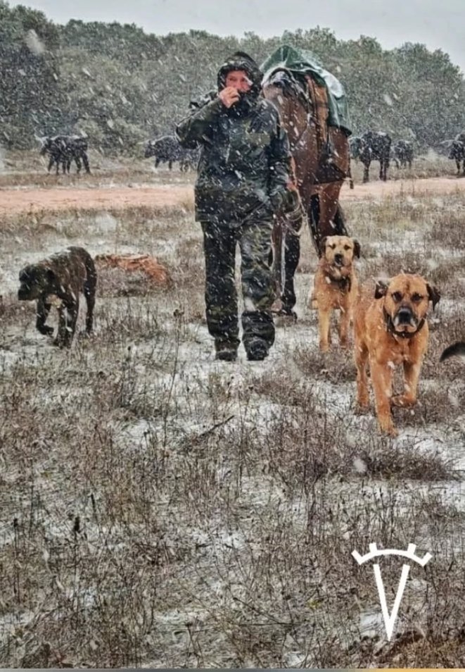 La brutal Trashumancia 2025 de la #GansderiadeAliciaChico 35 días bajo el frío, lluvia y nieve a lo largo de más de 400 km