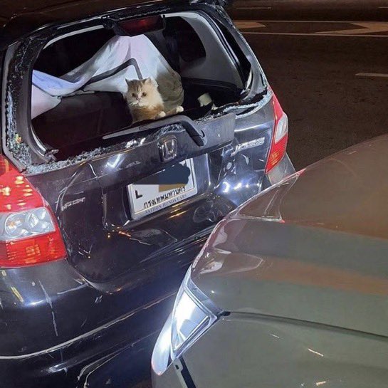 nocontextscats's tweet image. Bro got traumatized