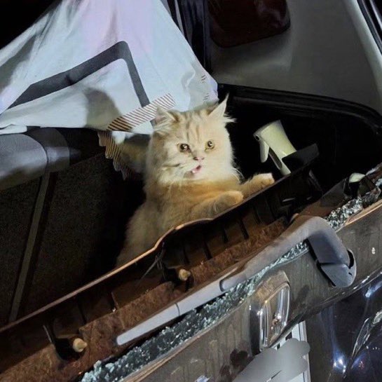 nocontextscats's tweet image. Bro got traumatized