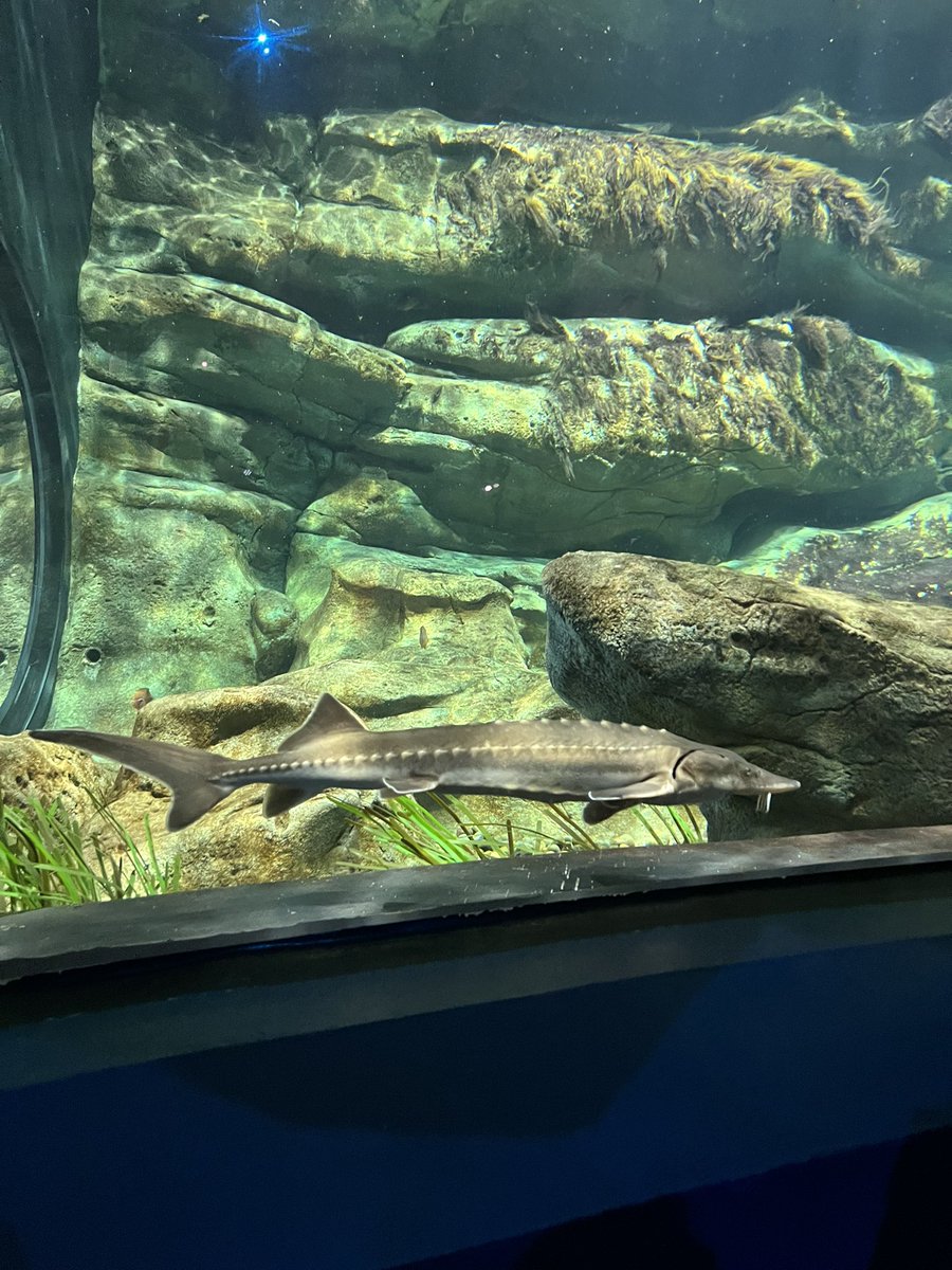 asmallchilli's tweet image. The sturgeon in my stardew fish pond… gimme dat sturgeon roe so I can make caviar