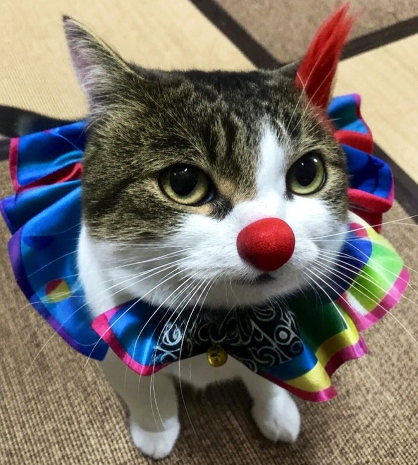 ブーケとピエロ このピエロはどちらですか？🙀🤡