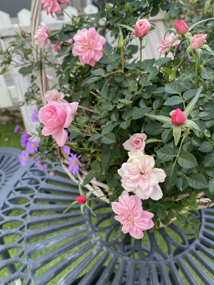 3/28(土)夜(おそらく19:00〜)
群馬で1時間ほどのミニライブ予定です🌿

単独で1時間のライブは初めてなので
どきどきですが頑張ります😌💪

お近くの方はぜひ🌳
詳細はまた連絡します🐕

(今日は実家で大掃除でした🧹)