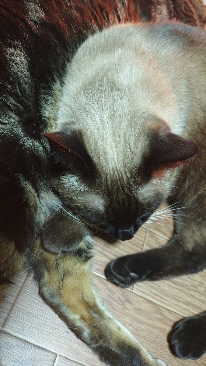 kaiandile's tweet photo. ぬっくぬく🔥
#猫 #ねこ #猫が好き #猫がいる幸せ #猫がいる暮らし #猫好きな人と繋がりたい #猫写真 #猫は天使 #シャム #アメショ https://t.co/UsvmUTASvd