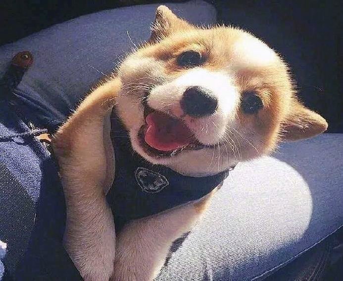 Todd Adams tweet media