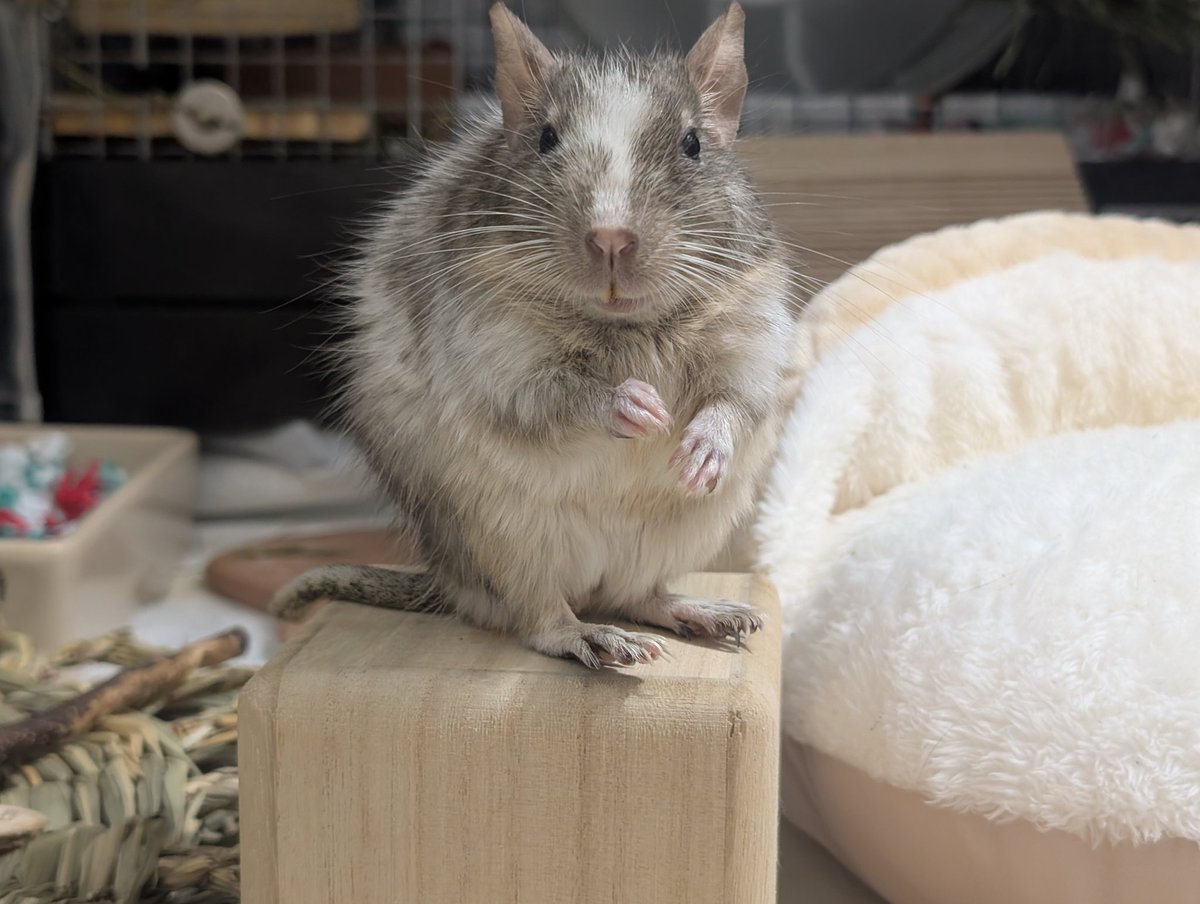 デグふみ＆ふう🐭 tweet media