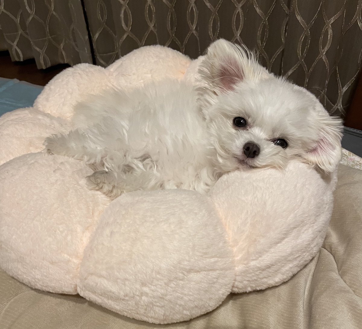 うさぎとわんこ (@usa1030wan0429) / Posts / X