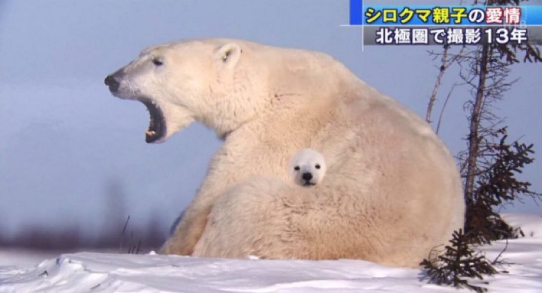 animalkyat's tweet image. 合成にしか見えないシロクマ親子見て