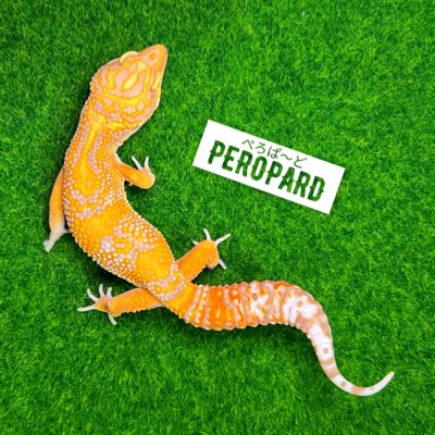 peropard's tweet image. #新しいプロフィール画像