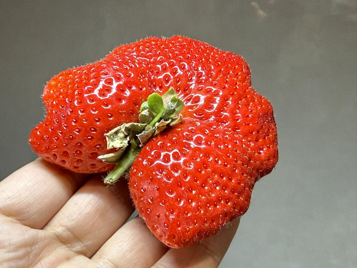 tetsublogorg's tweet image. 【お願い】
画像のようないびつな形の苺を...

避けないでください！！
避けないでください！！
避けないでください！！

このような苺は「鶏冠果」と呼ばれ、栄養がよすぎるとできやすくなります。

普通のいちごより5〜10日時間をかけて大きくなるので養分を蓄えて甘く育っています！！