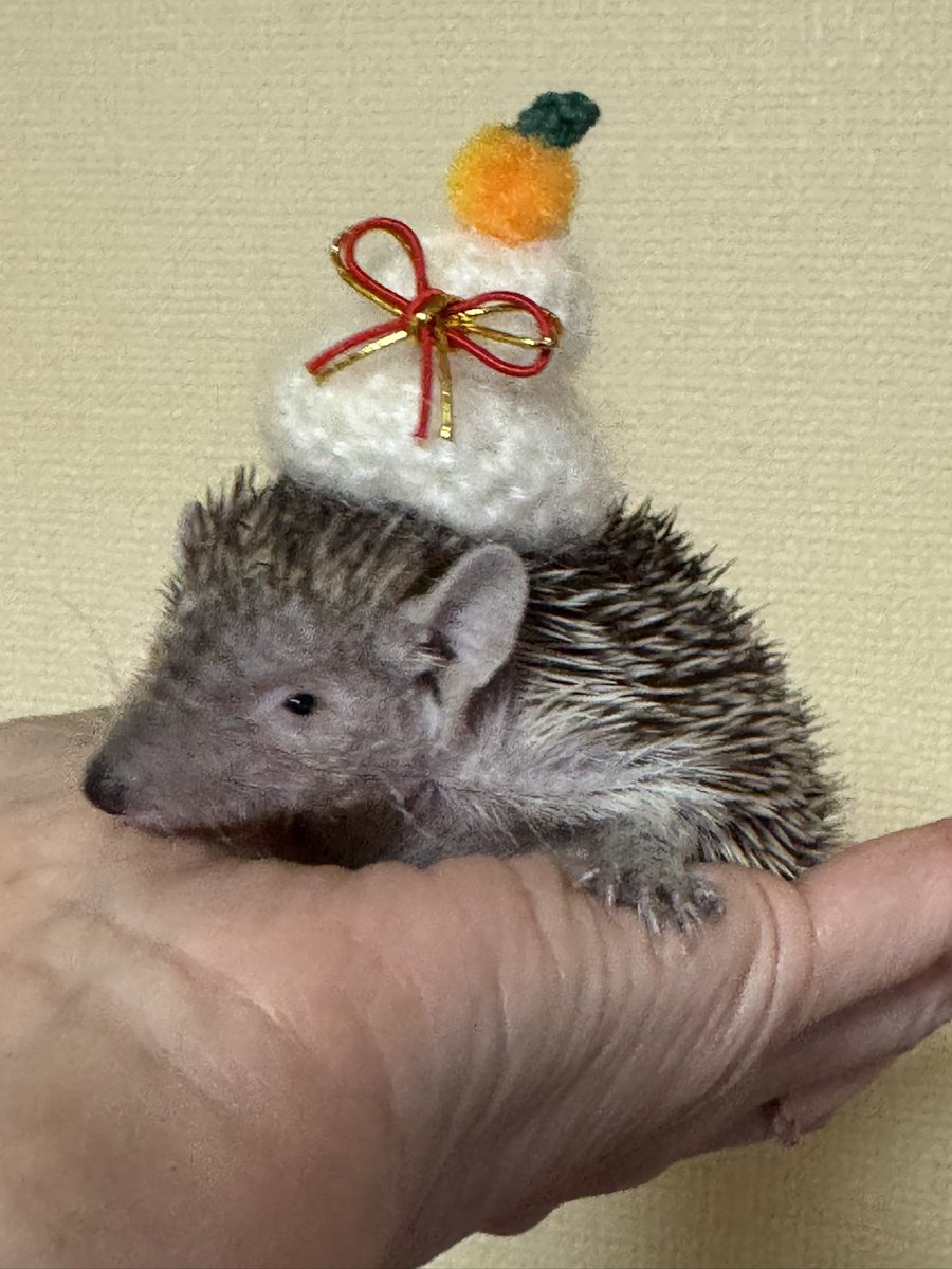 Poolnuts56's tweet image. つくねさんの親元✨️
人懐っこさに惹かれ、去年の2月に我が家にお迎えしたんだよなぁ☺️