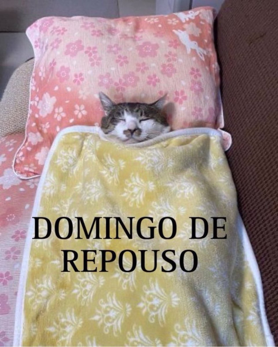 gatinarios's tweet image. primeiro domingo de repouso do ano