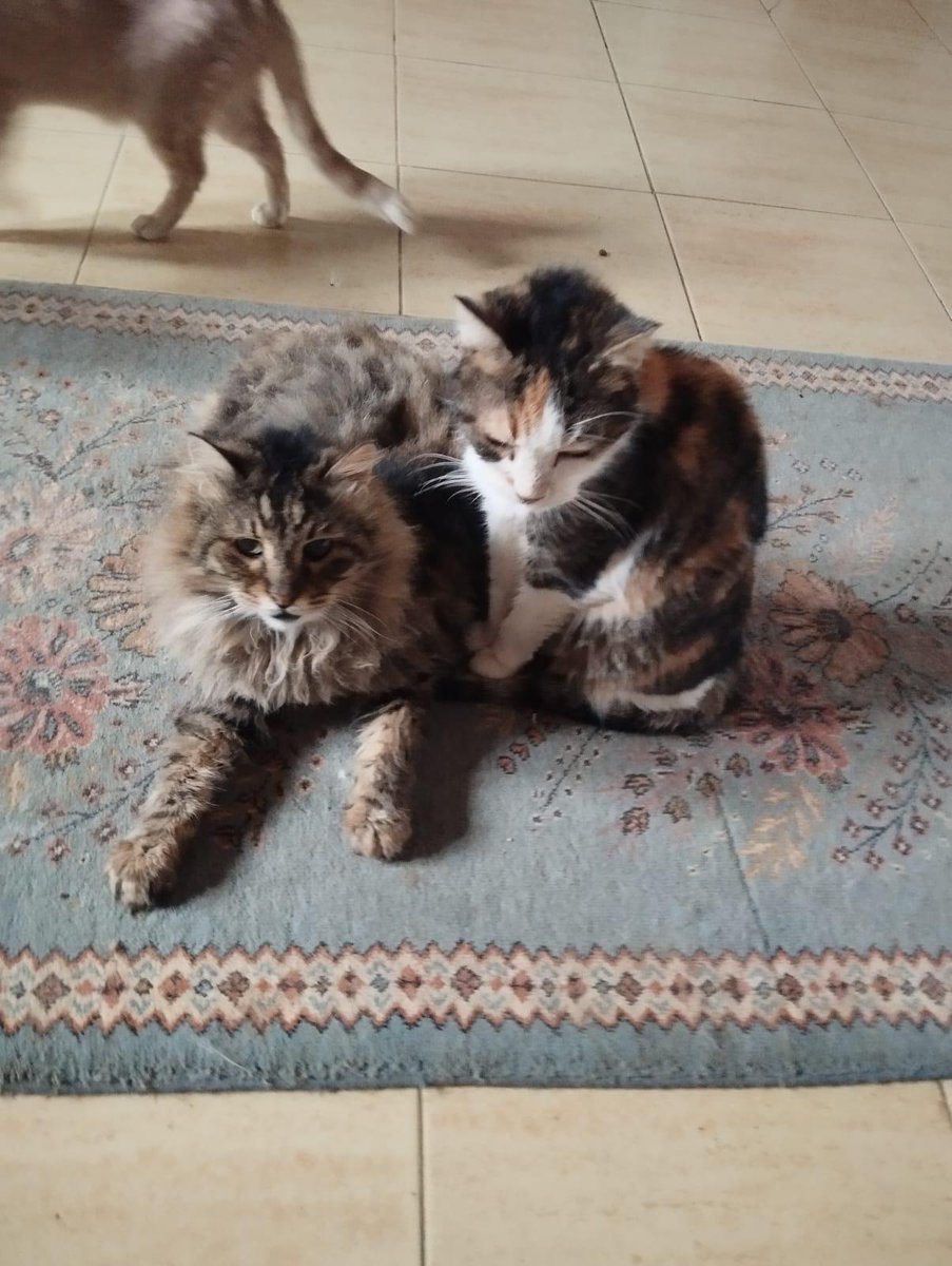 Yuvamızda yaşayan kedilerimiz🐱🐱

Bağışlarınızla ayaktayız❤

Türkiye Hayvanlari Koruma Dernegi
Akbank
TR03 0004 6002 8288 8000 1370 15
Yapi Kredi
TR20 0006 7010 0000 0013 2086 16
thkd.org.tr
thkd.org.tr/en/
thkd.org.tr/nl/index.php