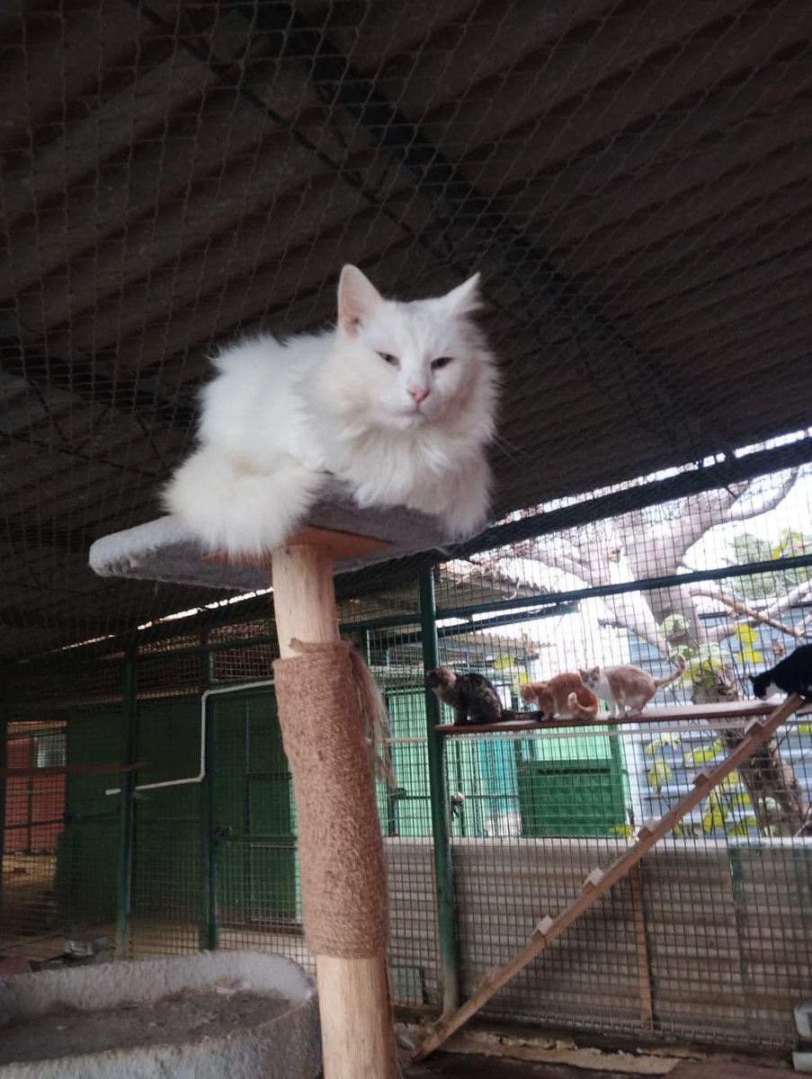 2023 senesinde, deprem bölgesinden gelen canlardan biri.

Bağışlarınızla ayaktayız❤

Türkiye Hayvanlari Koruma Dernegi
Akbank
TR03 0004 6002 8288 8000 1370 15
Yapi Kredi
TR20 0006 7010 0000 0013 2086 16
thkd.org.tr
thkd.org.tr/en/
thkd.org.tr/nl/index.php