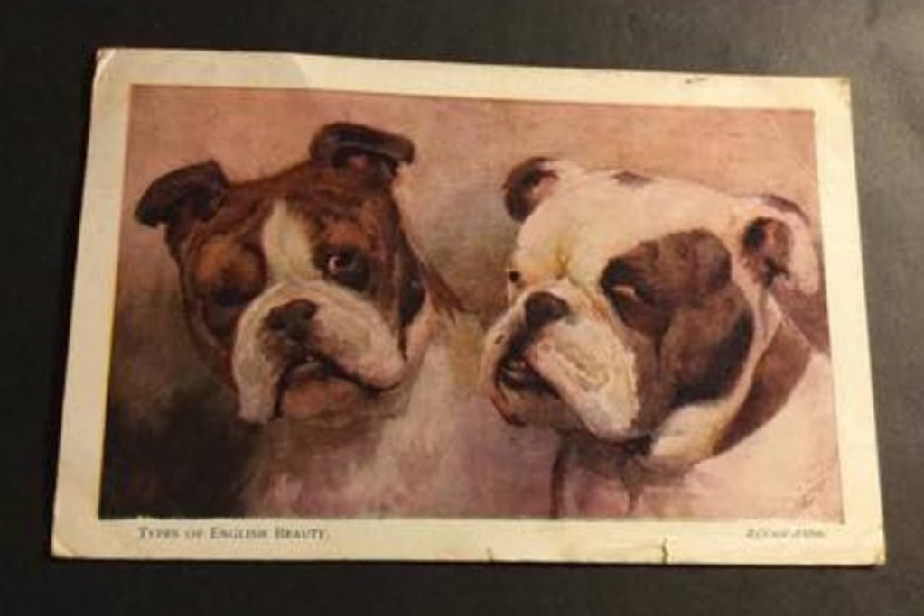 Collectibulldogs tweet media