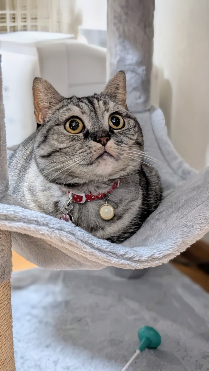 ねこさん⚡(ΦωΦ) (@catnap707) / Posts / X