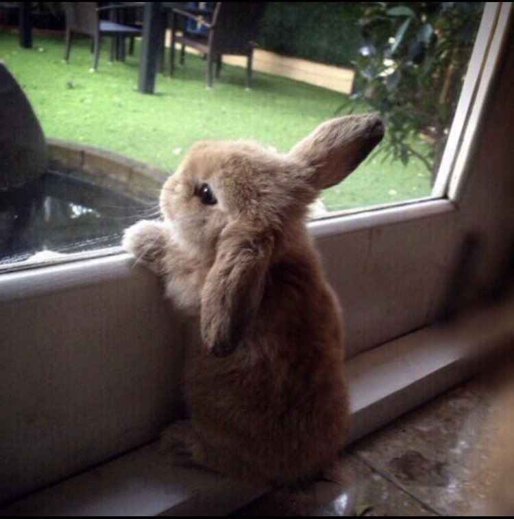 Bunnies's tweet image. 