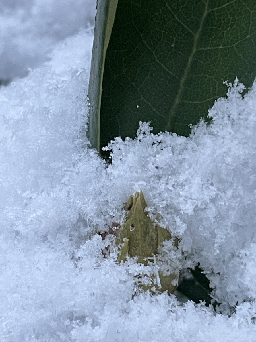 Der Baumrose schmilzt alles zu: