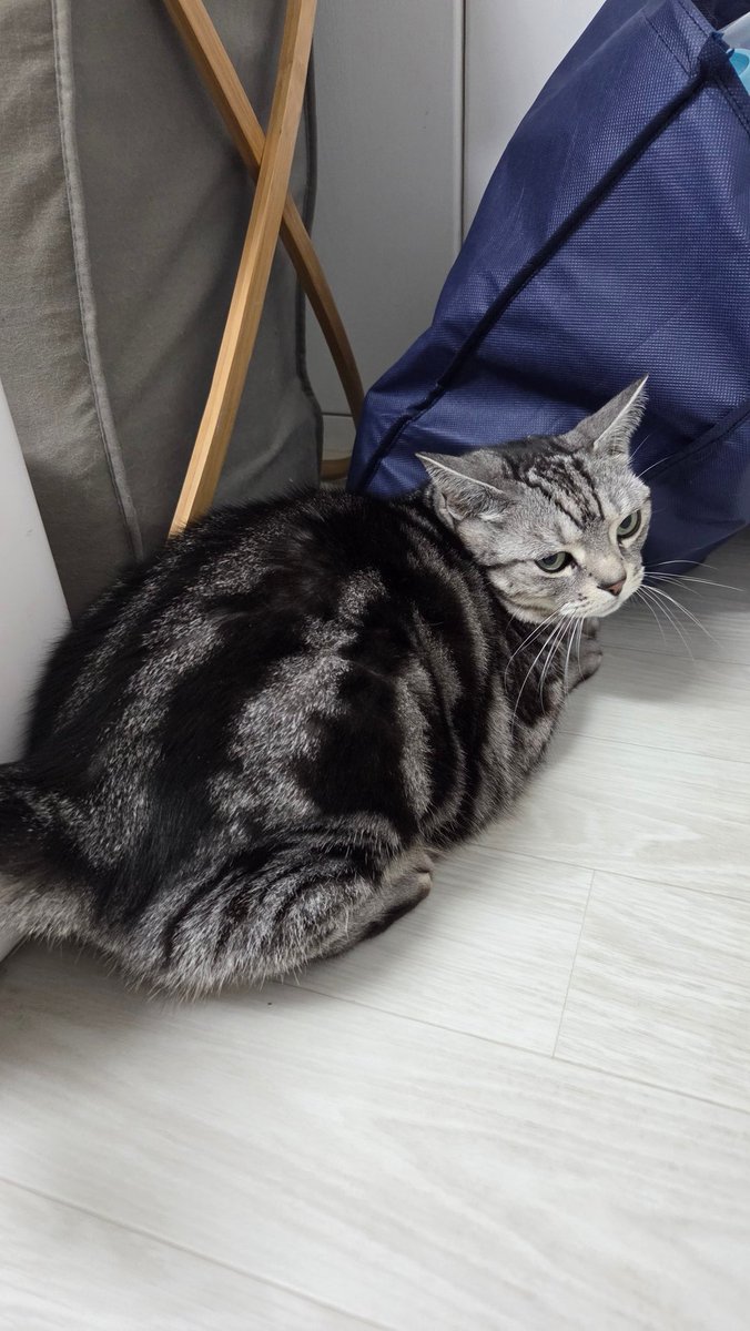 넘 동글동글해서 궁디팡팡 해줘야만