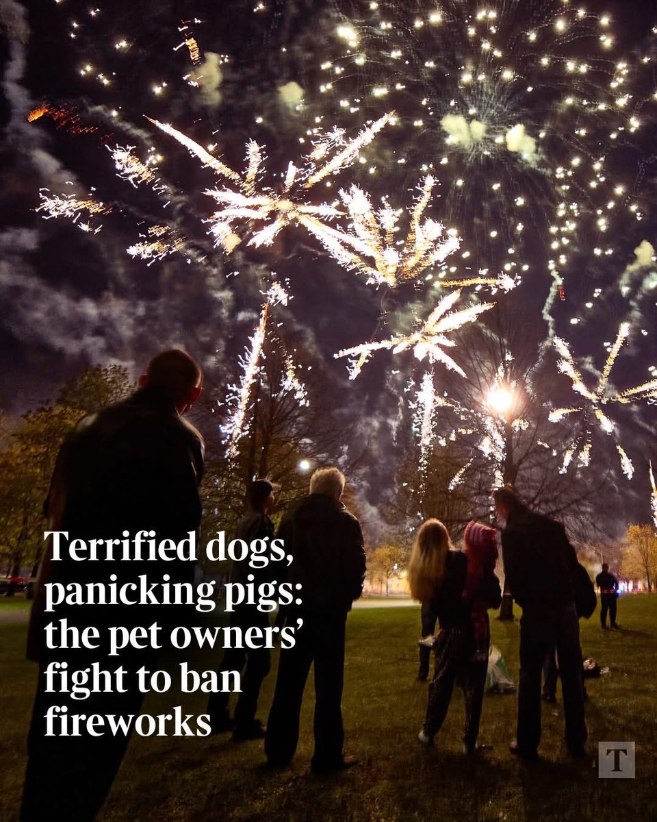 domdyer70's tweet image. Fireworks, as many of us witnessed last week, are hugely popular, be they large-scale professional displays or back-garden shows for family and friends. 

But for those with pets and livestock the season can cause anxiety, and there is growing pressure on the government to act.…