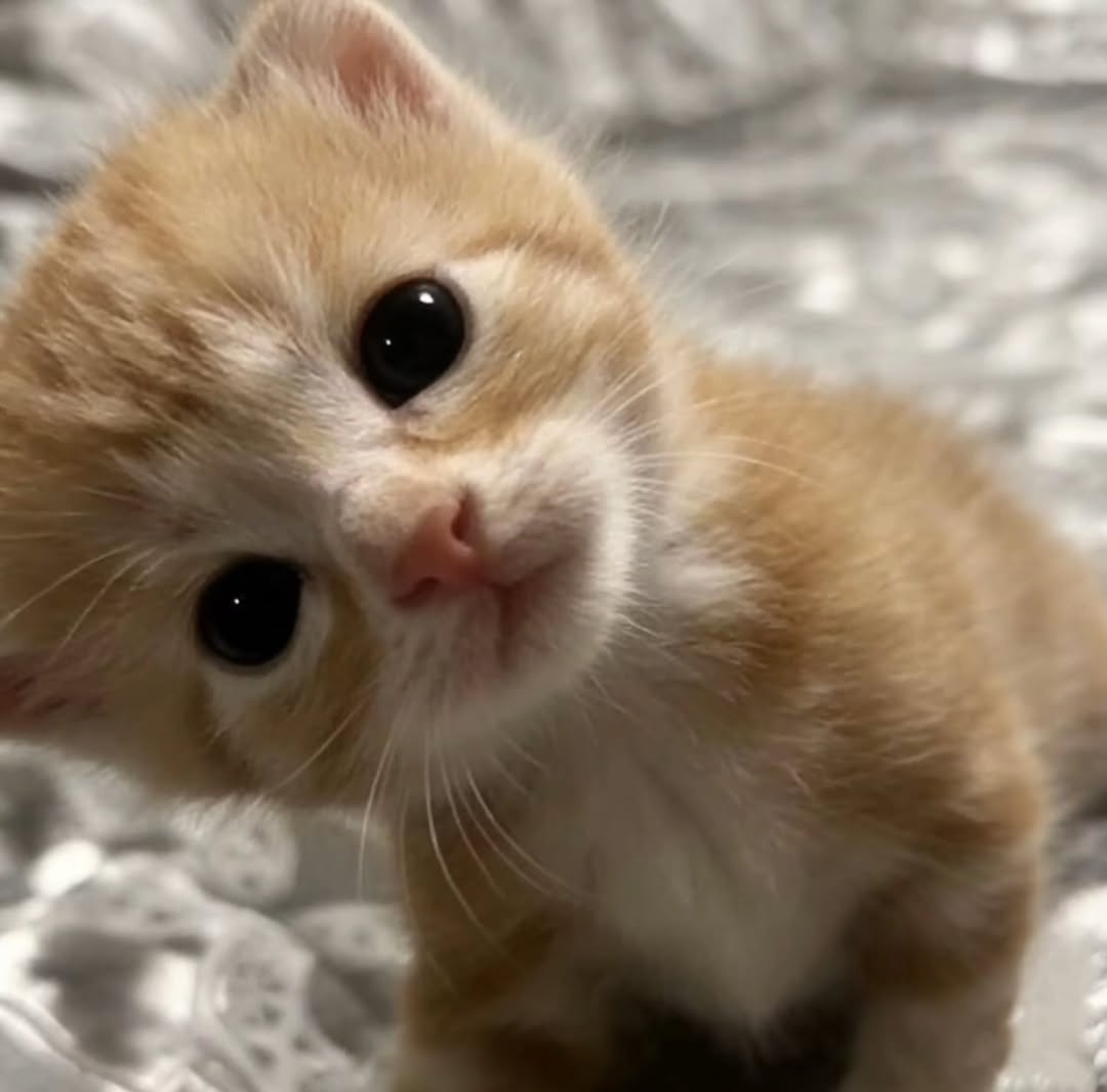 pipitqautsar___'s tweet image. Hah???