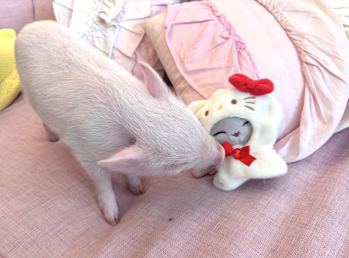 돼지들 니니랑 놀기 신청하러 온 거야! (이브닝글로우 뿌리면 됒한테 간택 잘 받아요)