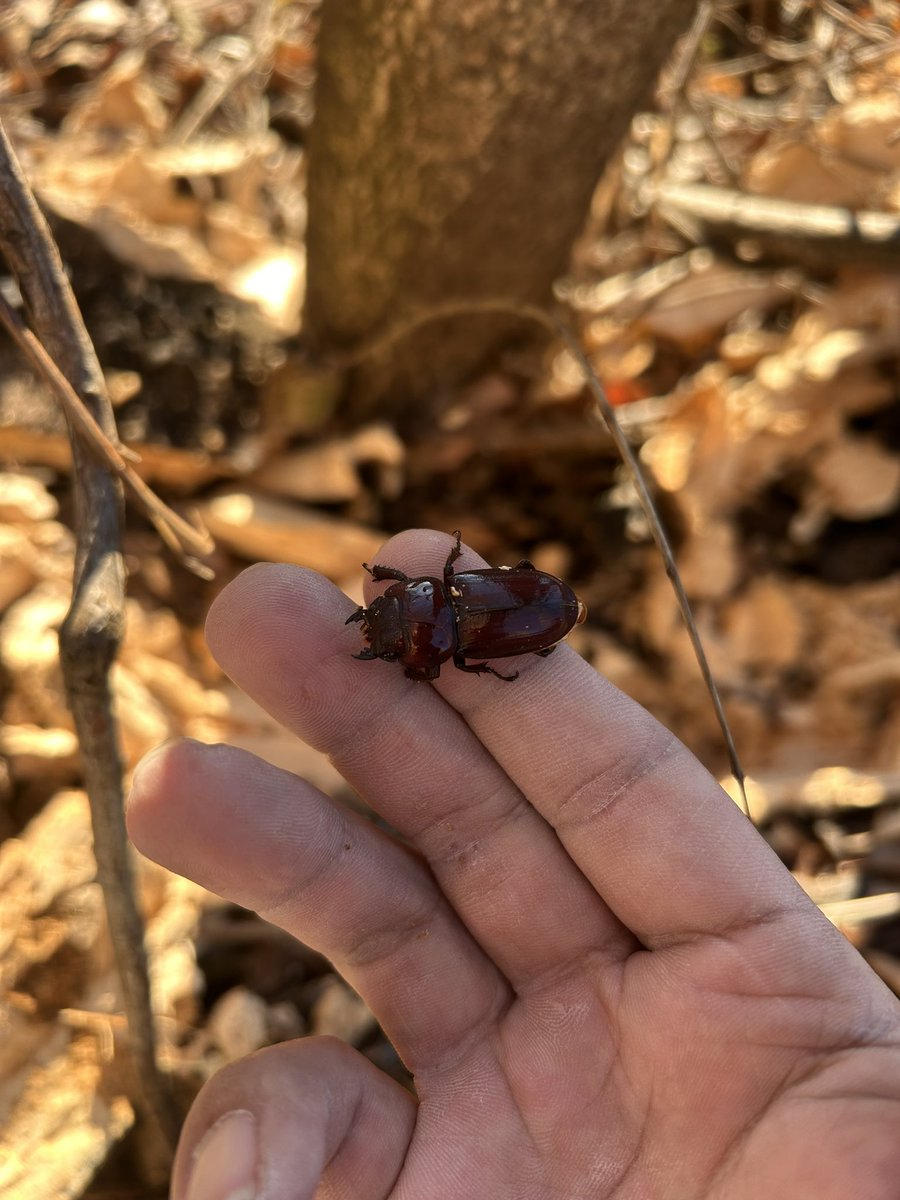メスのデカイのはよく出るんだけどなぁ🙂
今回はオオクワより取るの難しそうな産地でヒラタが同じ材に居てびっくり🙃

しかも真っ赤🙂