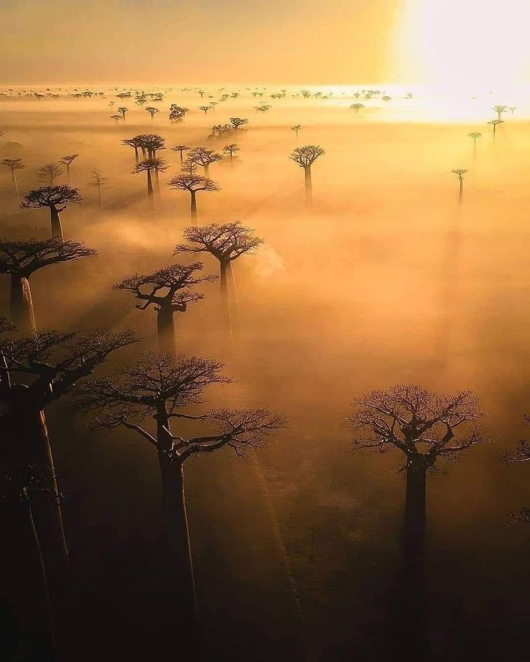 BigBangSciCom's tweet photo. Les #baobabs de #Madagascar, au lever du soleil 🌄🌳
Crédits : Stephen Gollan
#Nature #naturelovers #plantes #plants #botanique #botany #arbre #trees https://t.co/YtYrsyieiV