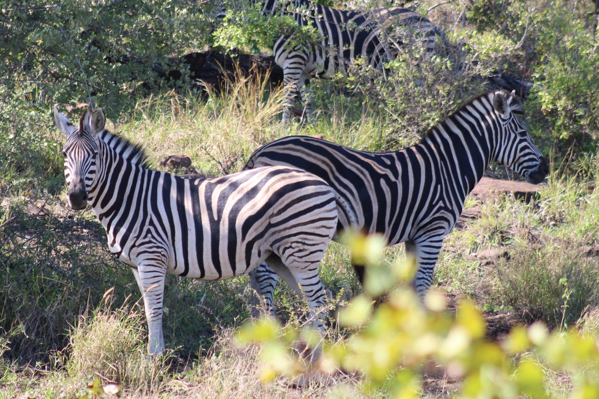 ShutterVista's tweet photo. Stripes, sunlight, and the quiet rhythm of the African bush 🦓🇿🇦
Zebras roaming freely in a South African game reserve — pure wild beauty.
#AfricanWildlife #ZebraLife #SouthAfrica #GameReserve #SafariMoments https://t.co/yMTxR2Zjle