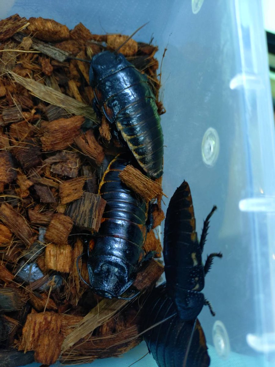 奇虫‼️ 他の写真はコメント欄に続く