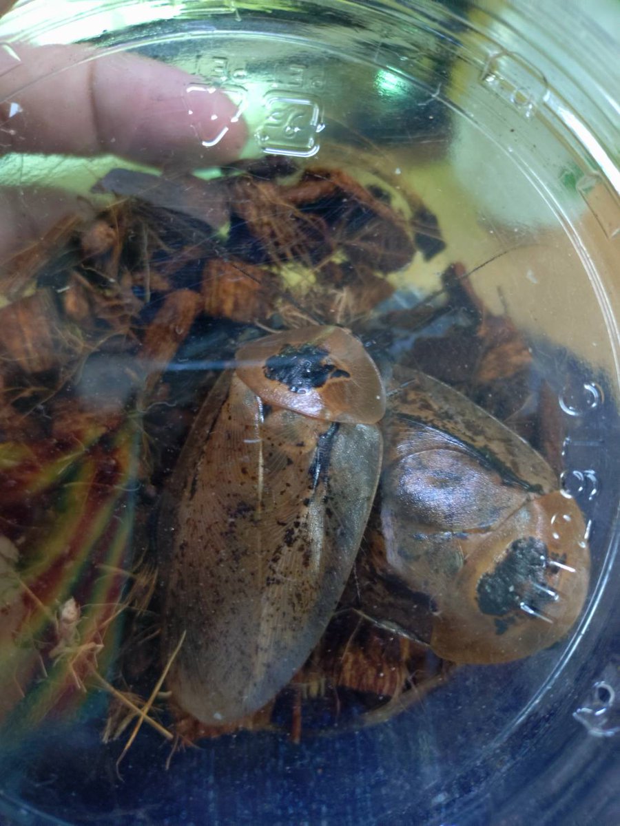 ももれおん😺 (@momoleon2357) / Posts / X