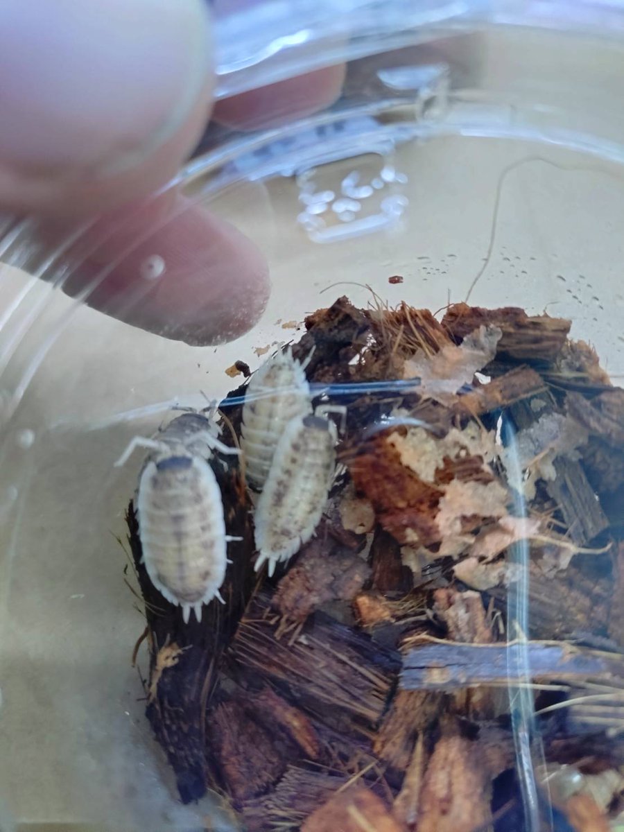 ももれおん😺 (@momoleon2357) / Posts / X