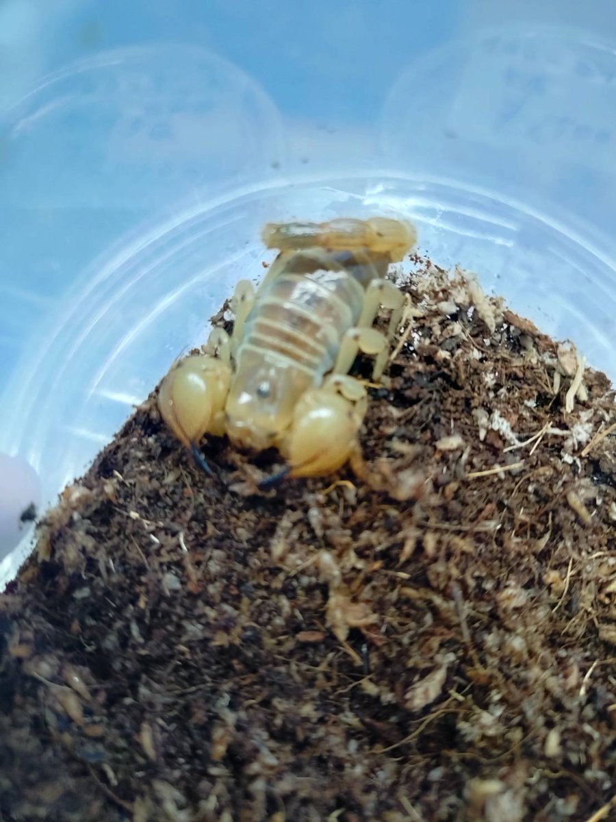 ももれおん😺 (@momoleon2357) / Posts / X