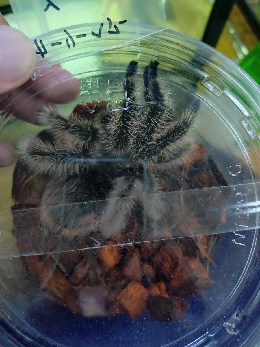 ももれおん😺 (@momoleon2357) / Posts / X