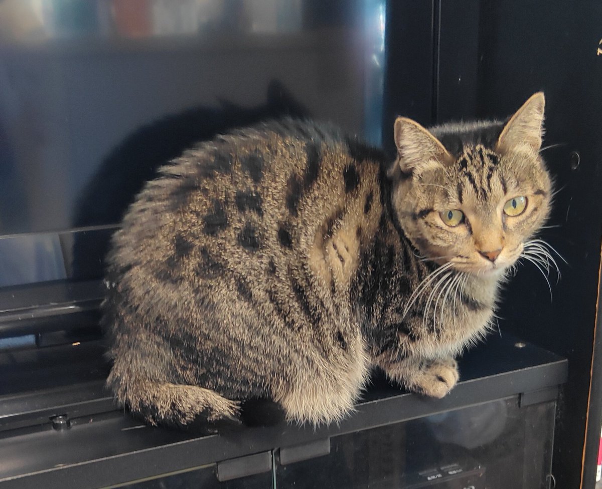 きじとら様 柄がわかりやすい所に座ってみたわ。