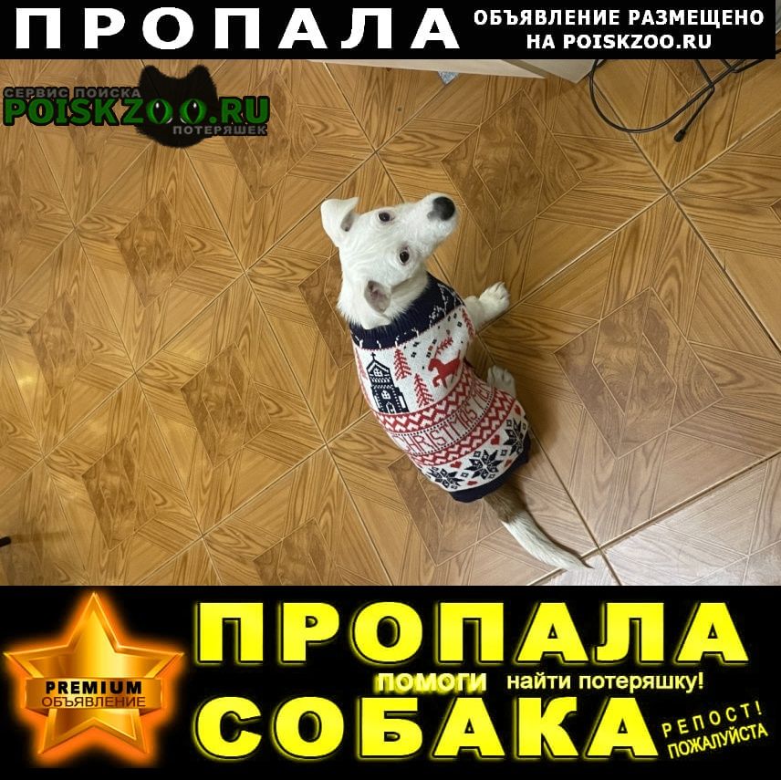 ⭐ ПРОПАЛА СОБАКА ПОРОДЫ ДЖЕК РАССЕЛ МОСКВА ⭐ PREMIUM-Объявление
Подробнее на сайте: POISKZOO.RU/192262
Пропала собака .. в .. Убежала предварительно в сторону Тимирязевского парка. Возможно, была замечена на Лиственничной аллее… poiskzoo.ru/board/read1922…