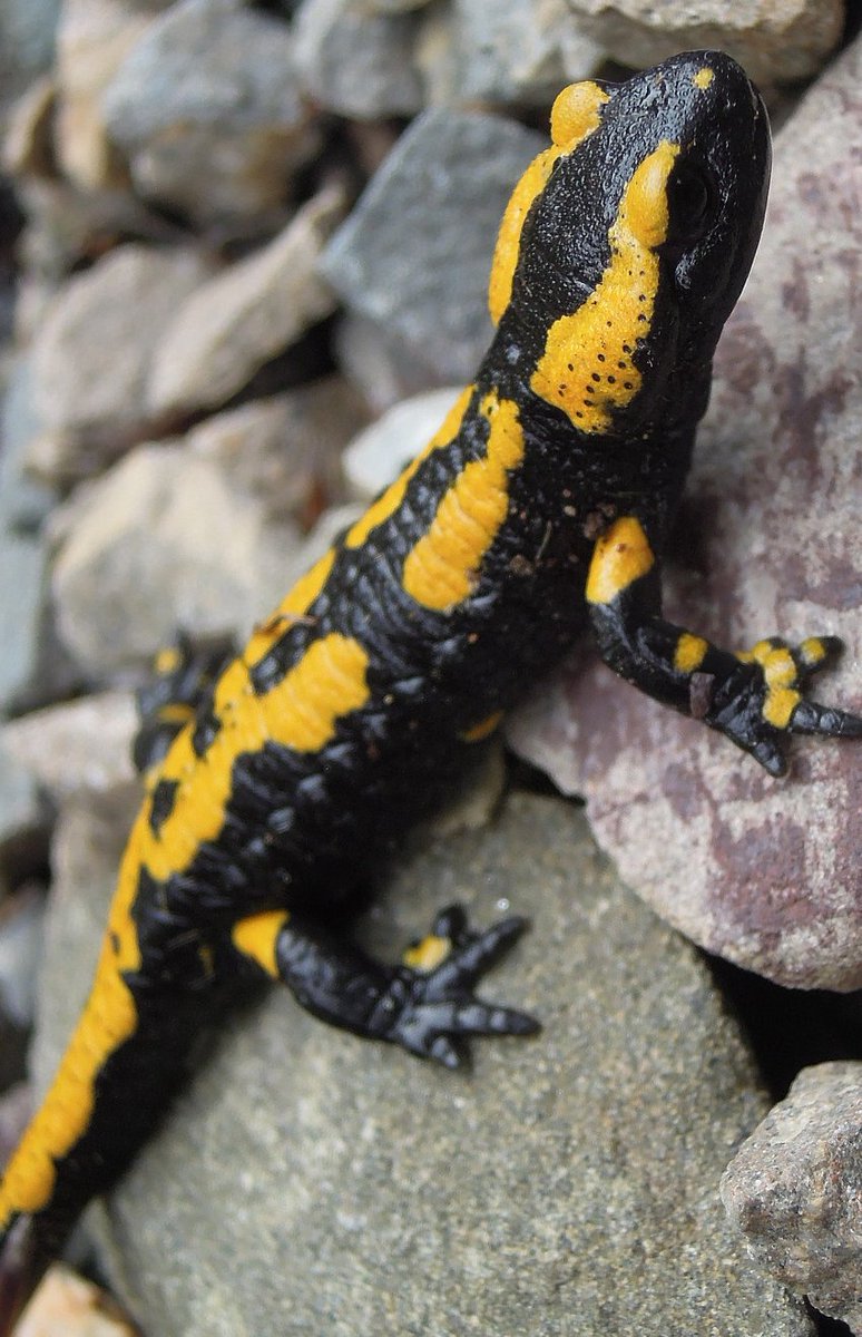 leigh / leaf ✨️🌱 tweet media