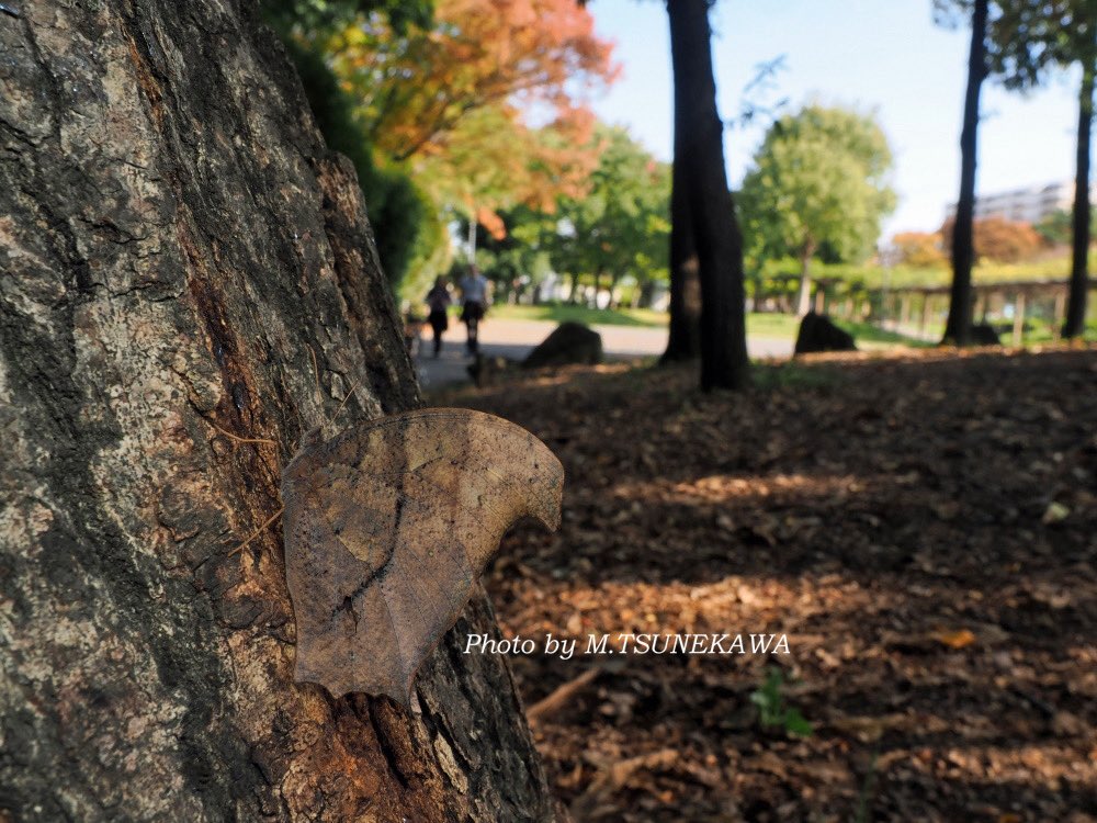 Photoinsect's tweet image. 街角昆虫観察記（ちょー不定期）
名古屋市内の大きな公園にいたクロコノマチョウ！
周囲は人工的建築物ばかりだけど、緑地も大きいので意外と虫はいる！
普段、用心深くて近づきにくいこの蝶が、この日は遊んでくれました！
#クロコノマチョウ