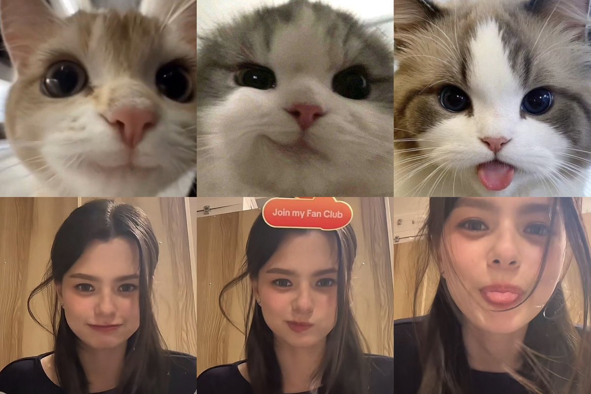 ⠀      ₍^≽ •  ̫ • ≼^₎                          😼                        ₍^≽ ° ꈊ ° ≼^₎