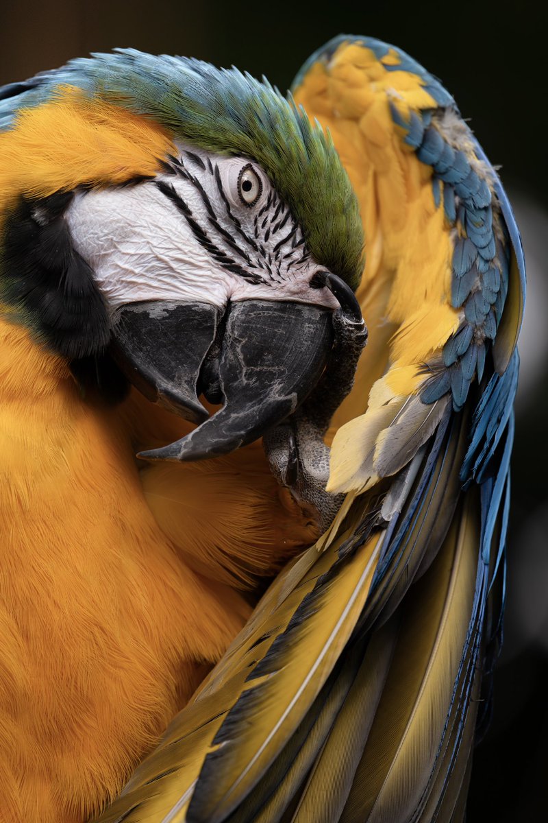 mugi_wildlife's tweet photo. この目つきに惚れない人いないんじゃないか
ってくらいにかっこいい

#ルリコンゴウインコ https://t.co/mdePWAFYEd