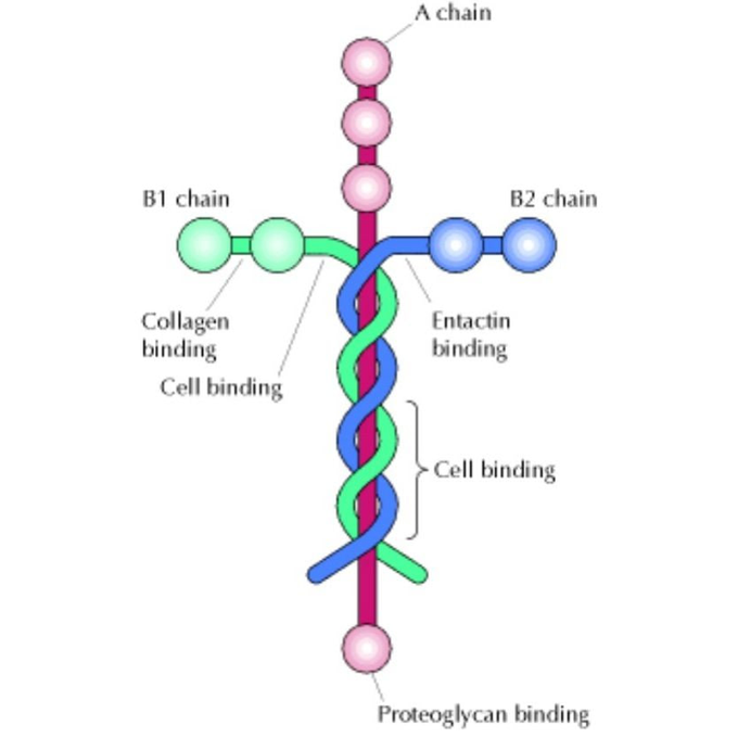 Iaminin cell adhesion molecule (what holds us together) is shaped like a cross.

"He is before all things, and in Him all things hold together" - Colossians 1:17