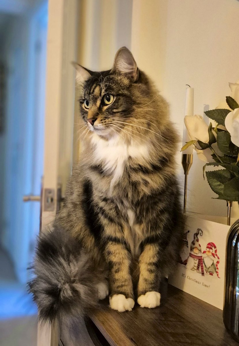 Thor_tabby's tweet image. Happy New Year, Friends! 🎉 No resolutions here. I was fabulous last year and this year will be no different. Just more naps, treats and flicking my tail through 2026.